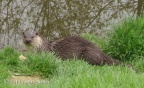 European otter (Lutra lutra) Laura Noble